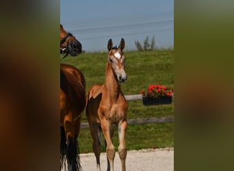 German Sport Horse, Stallion, Foal (05/2025), Can be white