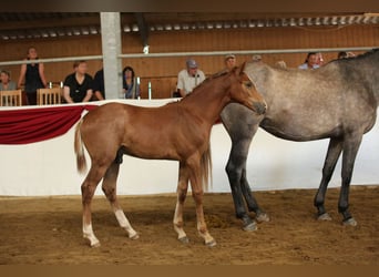 German Sport Horse, Stallion, Foal (03/2025), Can be white