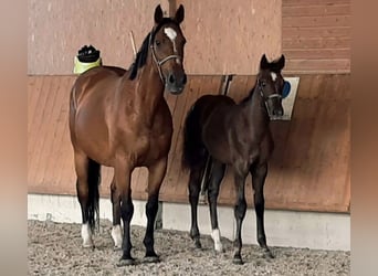 German Sport Horse, Stallion, Foal (03/2025), Can be white