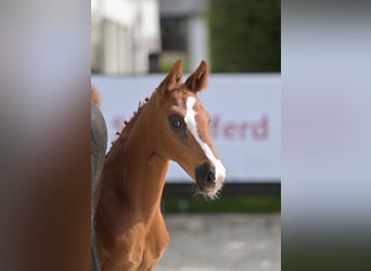German Sport Horse, Stallion, Foal (03/2024), Chestnut