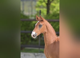 German Sport Horse, Stallion, Foal (03/2024), Chestnut