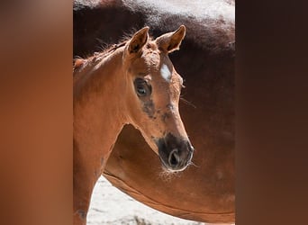 German Sport Horse, Stallion, Foal (05/2025), Chestnut