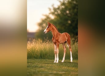 German Sport Horse, Stallion, Foal (05/2026), Chestnut