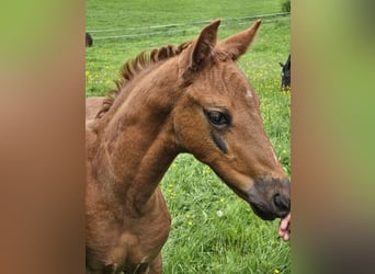 German Sport Horse, Stallion, Foal (04/2024), Chestnut