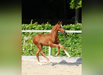 German Sport Horse, Stallion, Foal (04/2025), Chestnut