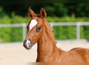German Sport Horse, Stallion, Foal (04/2025), Chestnut