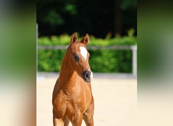 German Sport Horse, Stallion, Foal (04/2025), Chestnut