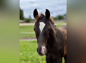 German Sport Horse, Stallion, Foal (04/2025), Chestnut