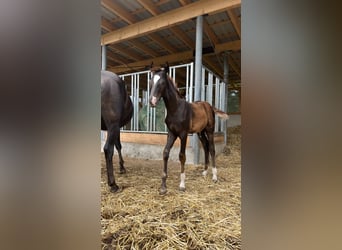 German Sport Horse, Stallion, Foal (04/2025), Chestnut