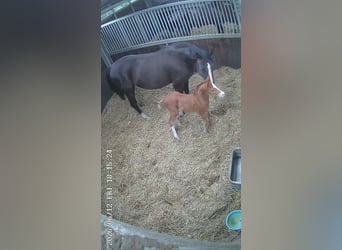 German Sport Horse, Stallion, Foal (06/2026), Chestnut-Red