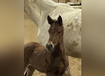 German Sport Horse, Stallion, , Chestnut-Red