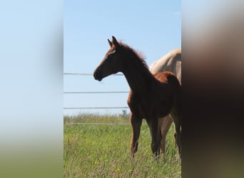 German Sport Horse, Stallion, , Chestnut-Red