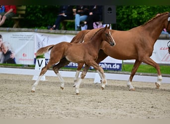 German Sport Horse, Stallion, Foal (03/2026), Chestnut-Red