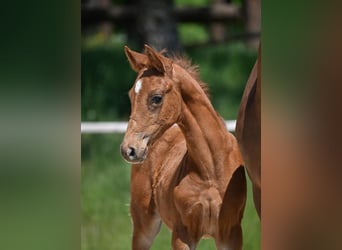 German Sport Horse, Stallion, , Chestnut-Red