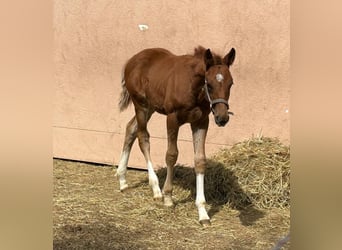 German Sport Horse, Stallion, , Chestnut-Red