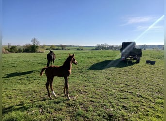 German Sport Horse, Stallion, , Chestnut-Red