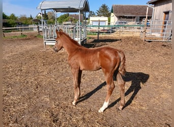 German Sport Horse, Stallion, , Chestnut-Red