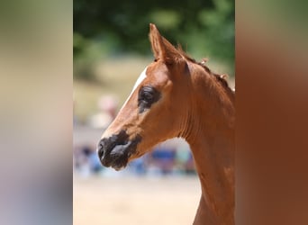 German Sport Horse, Stallion, Foal (05/2025), Chestnut-Red