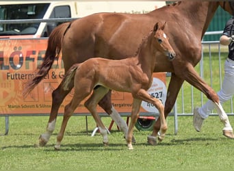 German Sport Horse, Stallion, Foal (06/2025), Chestnut-Red
