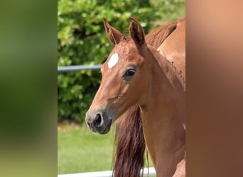 German Sport Horse, Stallion, Foal (06/2025), Chestnut-Red