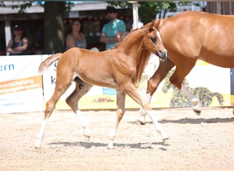 German Sport Horse, Stallion, Foal (05/2025), Chestnut-Red