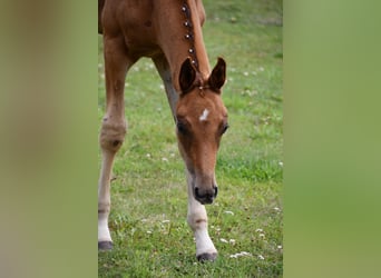 German Sport Horse, Stallion, Foal (05/2025), Chestnut-Red
