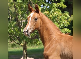 German Sport Horse, Stallion, Foal (04/2025), Chestnut-Red