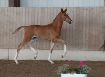 German Sport Horse, Stallion, Foal (04/2025), Chestnut-Red