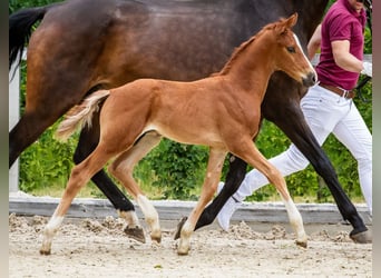 German Sport Horse, Stallion, Foal (06/2025), Chestnut-Red