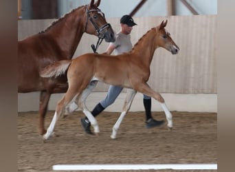 German Sport Horse, Stallion, Foal (04/2025), Chestnut-Red