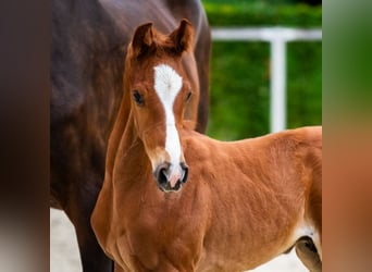 German Sport Horse, Stallion, Foal (06/2025), Chestnut-Red