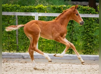 German Sport Horse, Stallion, Foal (06/2025), Chestnut-Red