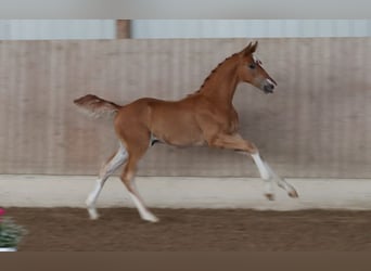German Sport Horse, Stallion, Foal (04/2025), Chestnut-Red