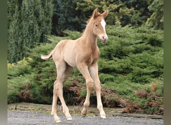 German Sport Horse, Stallion, Foal (02/2025), Chestnut-Red