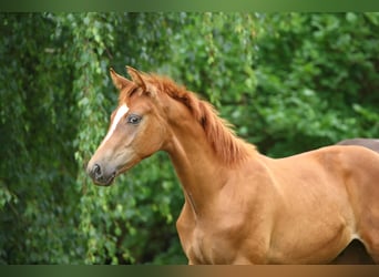 German Sport Horse, Stallion, Foal (02/2025), Chestnut-Red