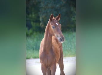 German Sport Horse, Stallion, Foal (05/2026), Chestnut-Red