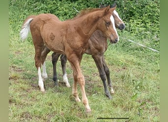 German Sport Horse, Stallion, Foal (04/2024), Chestnut-Red