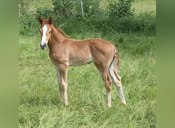 German Sport Horse, Stallion, Foal (05/2024), Chestnut-Red