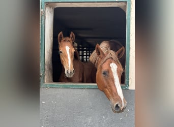German Sport Horse, Stallion, Foal (04/2026), Chestnut-Red
