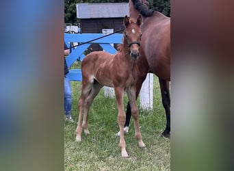 German Sport Horse, Stallion, Foal (06/2025), Chestnut-Red