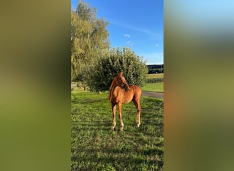 German Sport Horse, Stallion, Foal (04/2026), Chestnut-Red