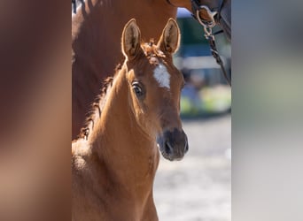 German Sport Horse, Stallion, Foal (05/2025), Chestnut-Red