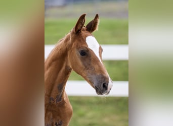 German Sport Horse, Stallion, Foal (05/2025), Chestnut-Red