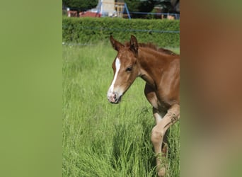 German Sport Horse, Stallion, Foal (05/2026), Chestnut-Red