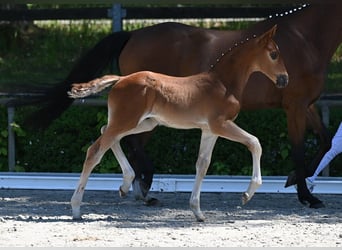 German Sport Horse, Stallion, , Chestnut