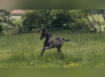 German Sport Horse, Stallion, Foal (01/2026)