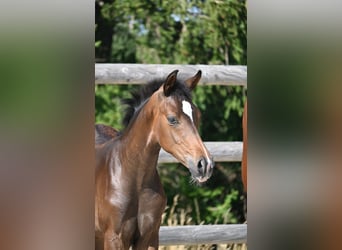 German Sport Horse, Stallion, Foal (04/2026)