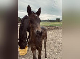 German Sport Horse, Stallion, Foal (04/2024)