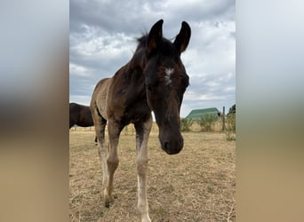 German Sport Horse, Stallion, Foal (01/2026)