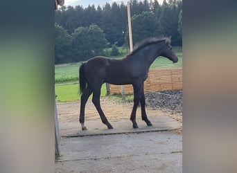 German Sport Horse, Stallion, , Gray-Dark-Tan